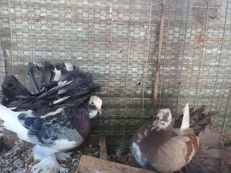 Fantail Pigeon