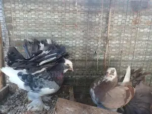 Fantail Pigeon