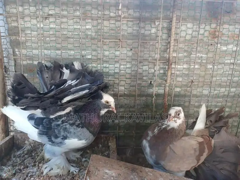 Fantail Pigeon