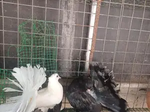 Fantail Pigeon