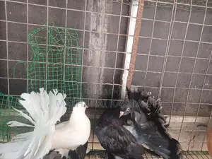 Fantail Pigeon