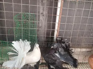 Fantail Pigeon