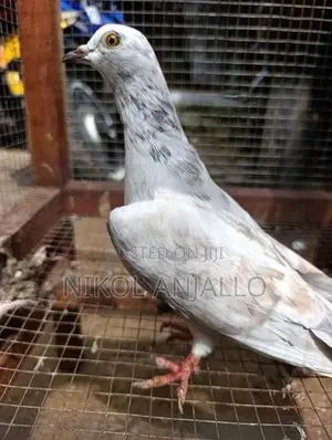 Pigeons