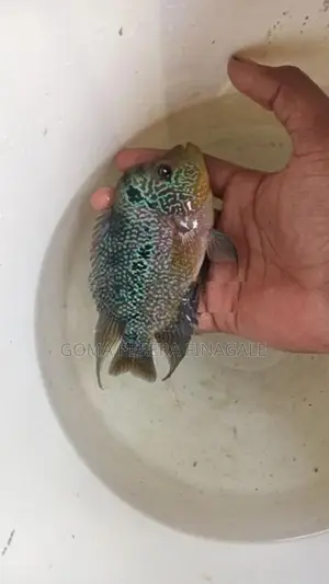 Flower Horn Fish