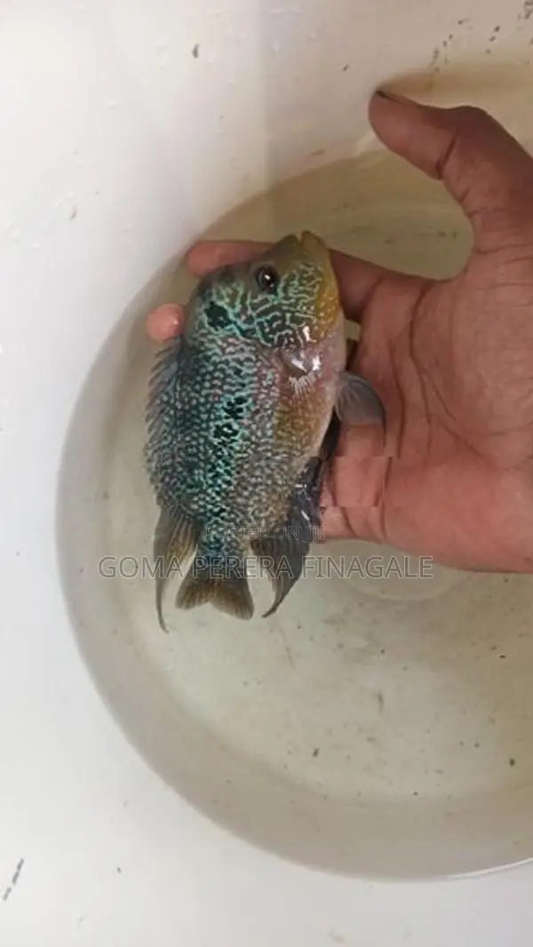 Flower Horn Fish