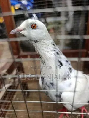 Pigeons