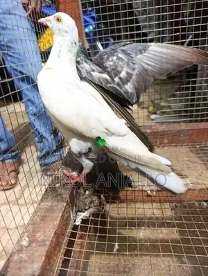 Pigeons