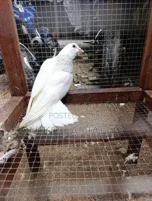 Pigeons