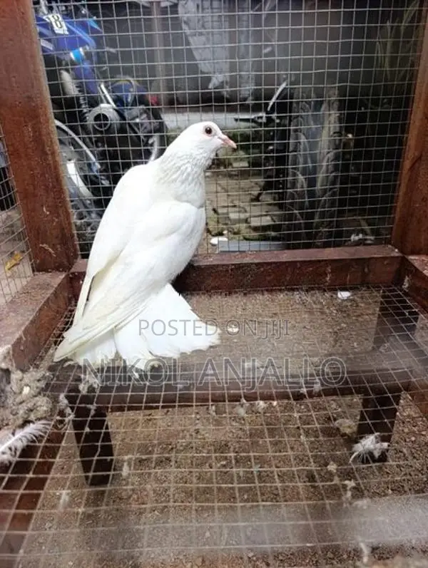 Pigeons