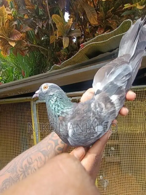 Pigeons