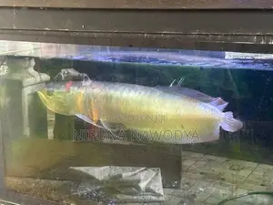 arowana
