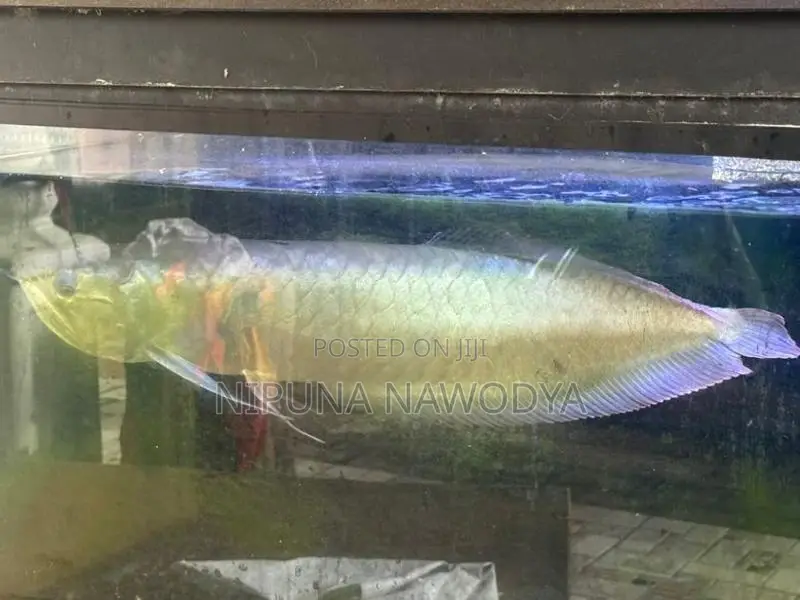 arowana