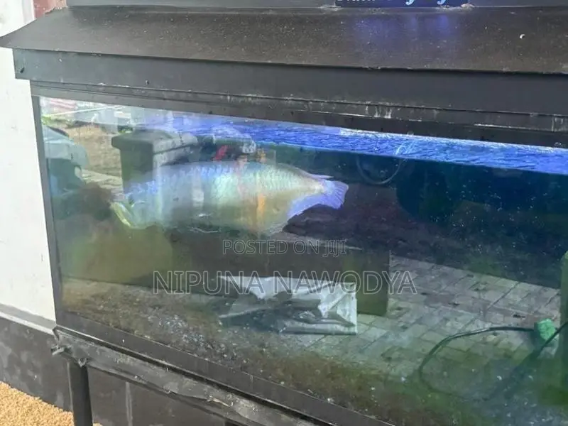 arowana