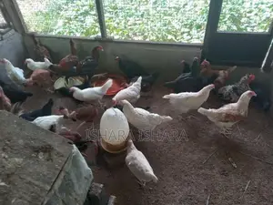 ගම් කිකිලියන්