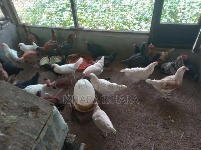 ගම් කිකිලියන්