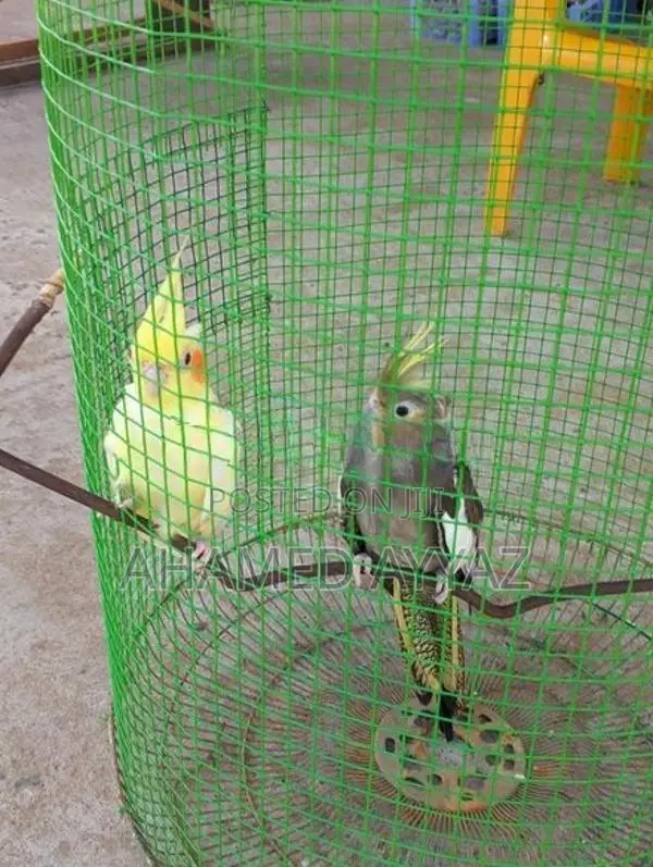 Cockatiel Birds