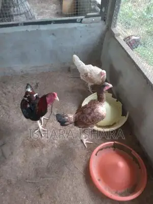 ගම් කුකුලන්
