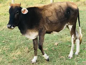 Milking cows