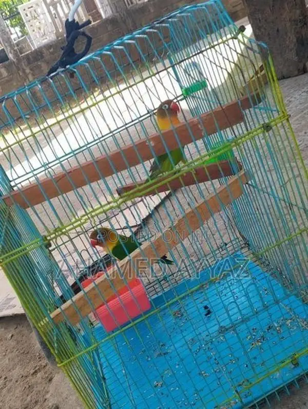 African Love Birds