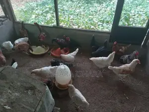ගම් කිකිලියන්