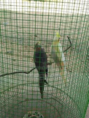 Cockatiel Birds