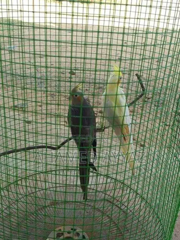 Cockatiel Birds