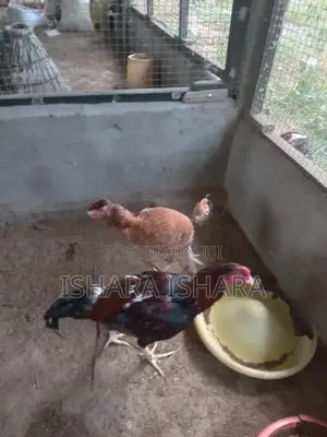 ගම් කුකුලන්