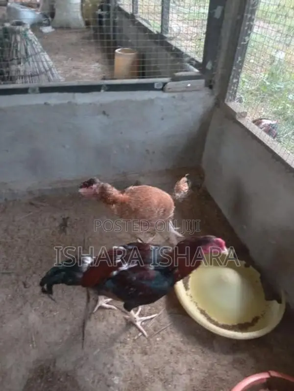 ගම් කුකුලන්