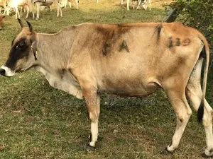 Milking cows