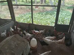 ගම් කිකිලියන්