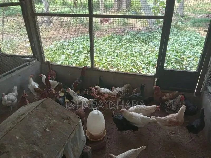 ගම් කිකිලියන්