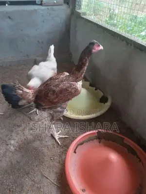 ගම් කුකුලන්