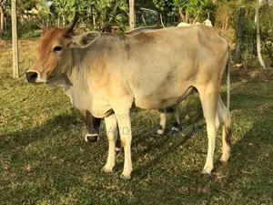 Milking cows