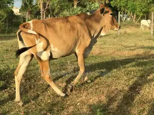 Milking cows