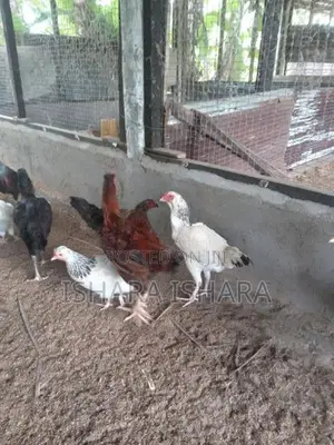 ගම් කුකුලන්