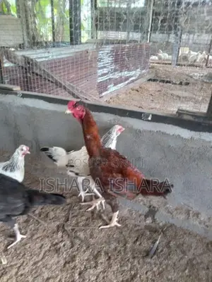ගම් කුකුලන්