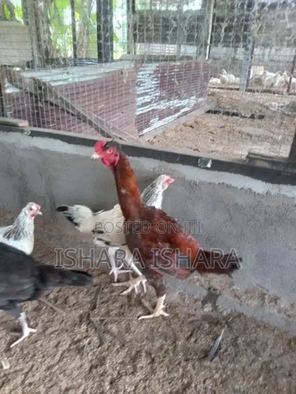 ගම් කුකුලන්