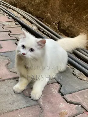persinan cat