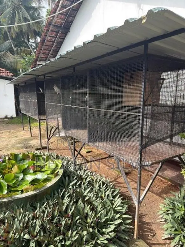 Cage with Birds