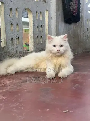 persinan cat