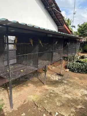 Cage with Birds