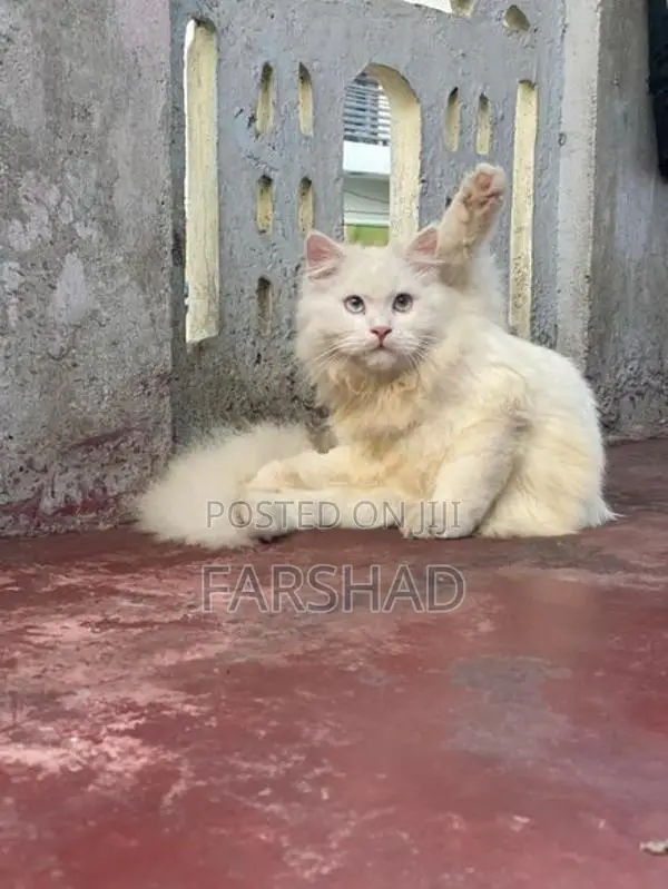 persinan cat