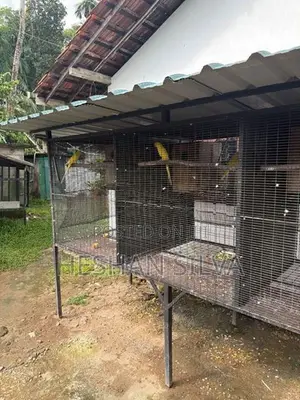 Cage with Birds