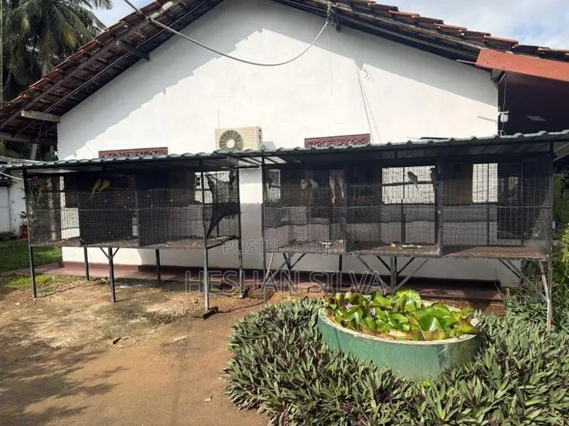 Cage with Birds