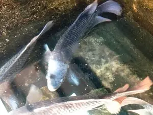 Giant Gourami Fish
