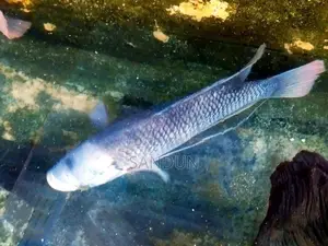 Giant Gourami Fish