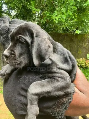 Cane Corso Italiano