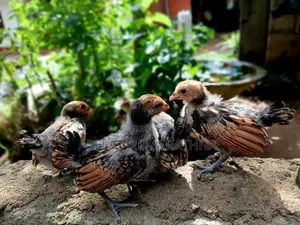 Gold Sebright Chicks