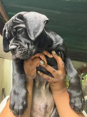 Cane Corso Italiano