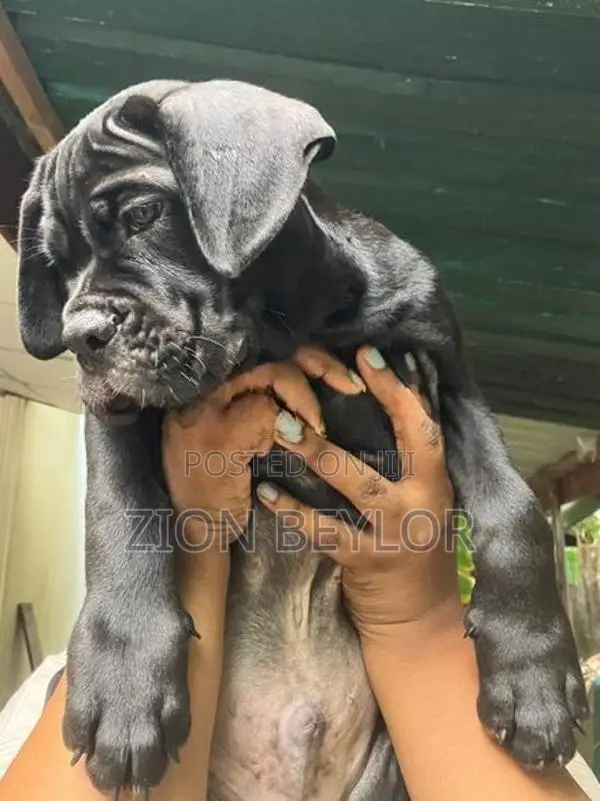 Cane Corso Italiano
